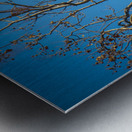 Eagle in morning light Metal print