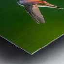 Hummingbird on sunflower Metal print