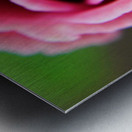 Pink Rose Metal print