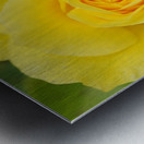 Yellow Rose Metal print