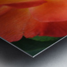 Sherbert Rose Metal print