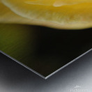 Up Close Yellow Rose Metal print