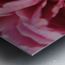 Pink Rose Petals Metal print