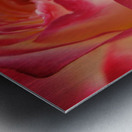 Ombre Rose Metal print