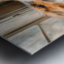 Maine Coon Tri-color Cat Metal print