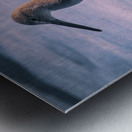 Willet - Gentle Waves Metal print