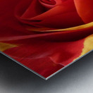 Original Red and Yellow Rose on an Abstract Background Metal print
