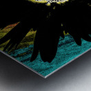 Dark Daisy on Colourful Background Metal print