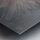 Pink Abstract Daisy Flower Centre on a Grey Abstract Background Metal print