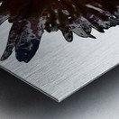 Dark Burgundy Distressed Daisy on  a Pale Abstract Background Metal print