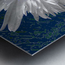 White Daisy Flower with Light Turquoise Centre on an Abstract Background Metal print