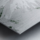 Abstract White Double Daisy on a Pale Monochrome Abstract Background Metal print