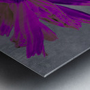 Deepest Pink Abstract Daisy Flower on a Grey Abstract Background Metal print