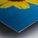 Sunflowers and Blue Sky Metal print