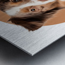 Australian Shepherd Informative Poster Metal print