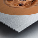 Cocker Spaniel Informative Poster Metal print