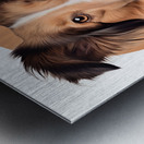 Collie Informative Poster Metal print