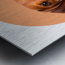 Dachshund Informative Poster Metal print