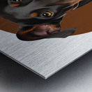 Doberman Informative Poster Metal print