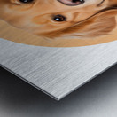 Golden Retriever Informative Poster Metal print