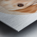 Labrador Retriever Informative Poster Metal print