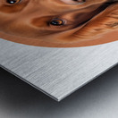 Irish Setter Informative Poster Metal print