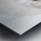 Maltese Informative Poster Metal print