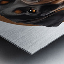 Rottweiler Informative Poster Metal print