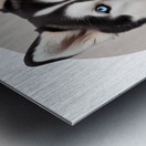 Siberian Husky Informative Poster Metal print