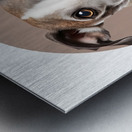 Whippet Informative Poster Metal print