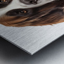 Saint Bernard Informative Poster Metal print