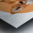 Shiba Inu Informative Poster Metal print