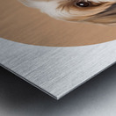 Shih Tzu Informative Poster Metal print