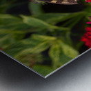 Eastern Tiger Swallowtail - Crimson Pentas Delight Metal print