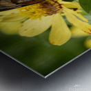 Variegated Fritillaries - Butterfly Courtship on Zinnias Metal print