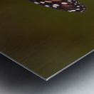 Monarch Butterfly Wing Spread Metal print
