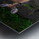 Playful White Tailed Deer in Creek Metal print