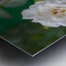 Pearly White Roses Metal print