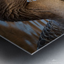 Graylag Goose - Reflection Metal print