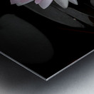 Water Lily - A Touch of Color Metal print