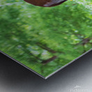 Morning Grazing Metal print