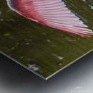 Roseate Spoonbill - I Believe I Can Fly Impression metal