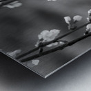 Weeping Cherry Blooms And Branches Grayscale Metal print