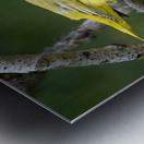 Yellow Warbler  Mangrove  Metal print