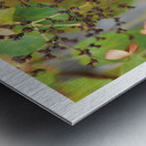 LE BUISSON ETOILEE Metal print