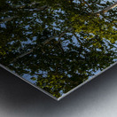 Birch Trees by Fort Point Lighthouse in Midcoast Maine Metal print