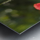 Poppies Ablaze Metal print