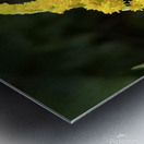 Yellow in spring  Metal print