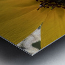 Sunflower  Metal print