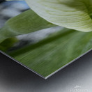 Budding in spring  Metal print